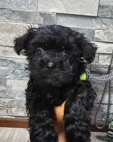 マルプー