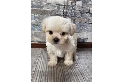 マルプー