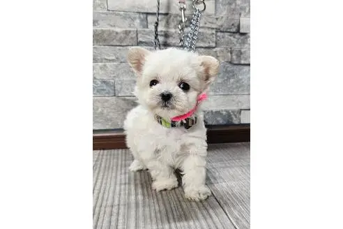 マルプー