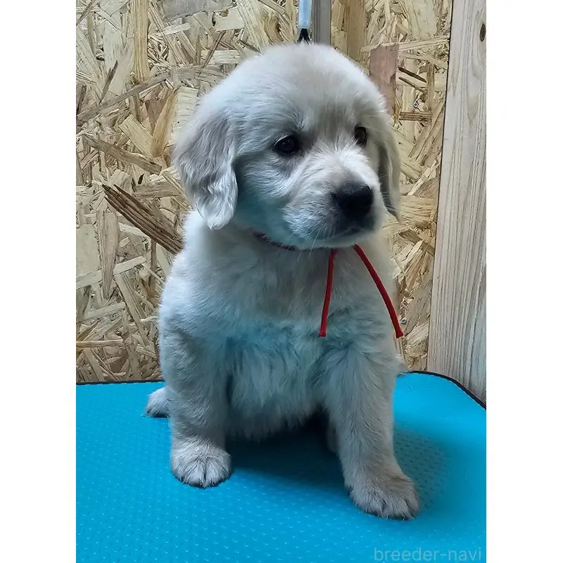 ゴールデンレトリーバー
