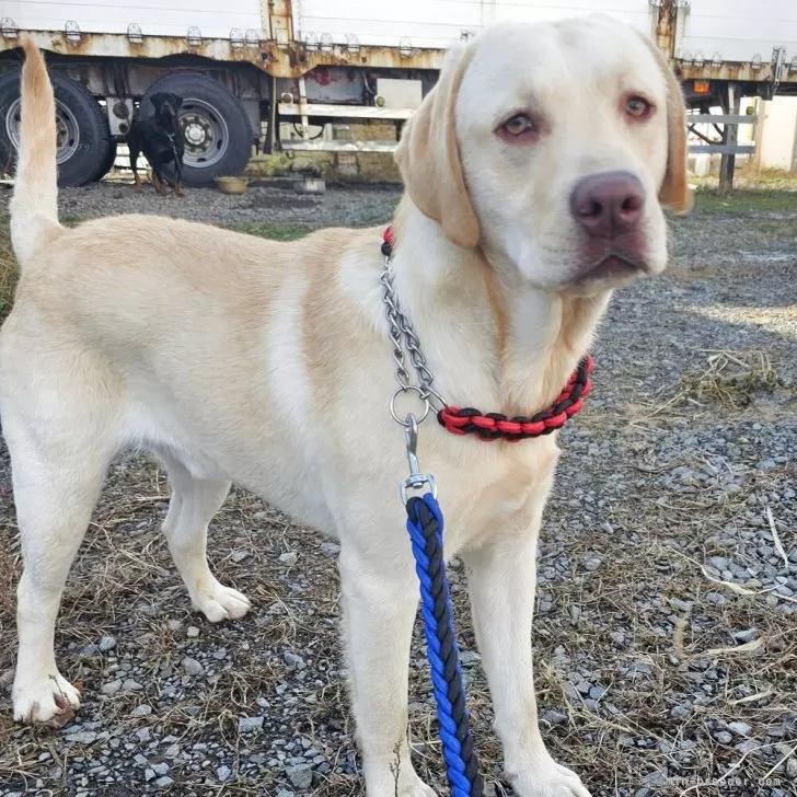 ラブラドールレトリバー