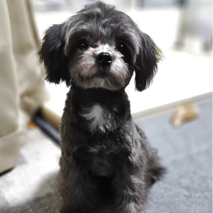 マルプー(マルチーズ×トイプードル)