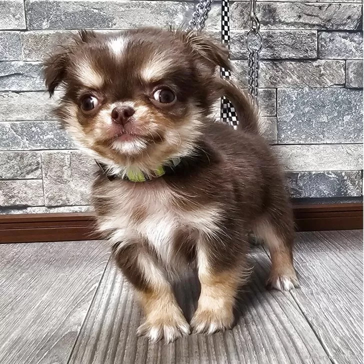 チワワ(ロング)