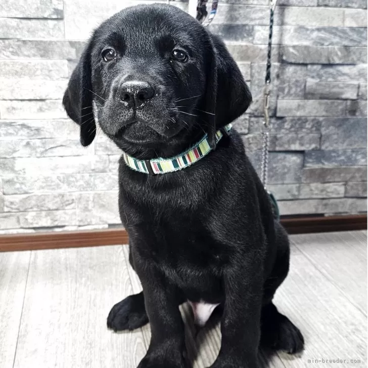 ラブラドールレトリバー