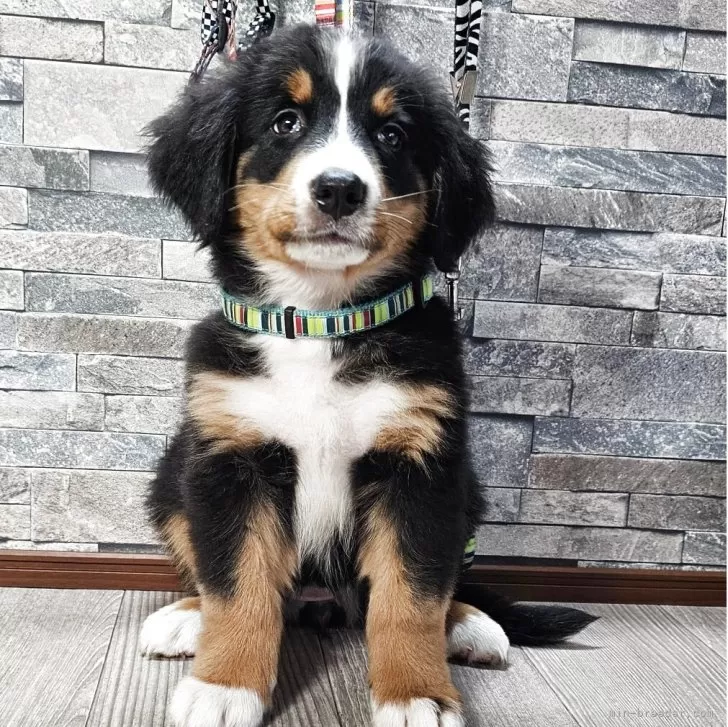 バーニーズ・マウンテン・ドッグ