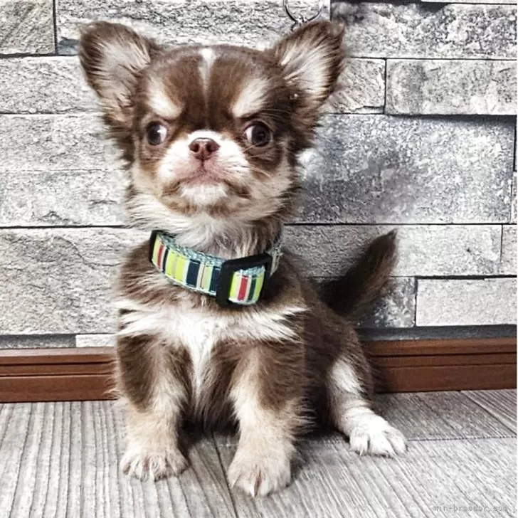 チワワ(ロング)