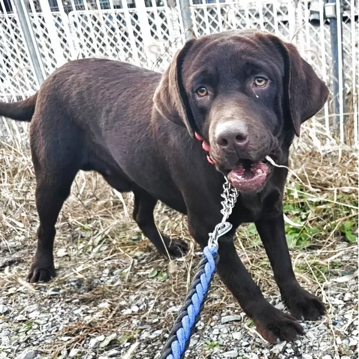 ラブラドールレトリバー