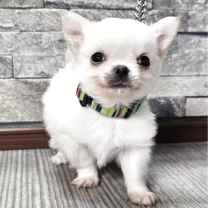 チワワ(ロング)