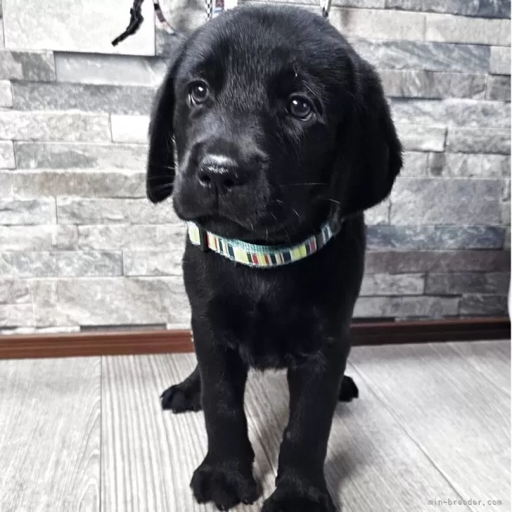 ラブラドールレトリバー