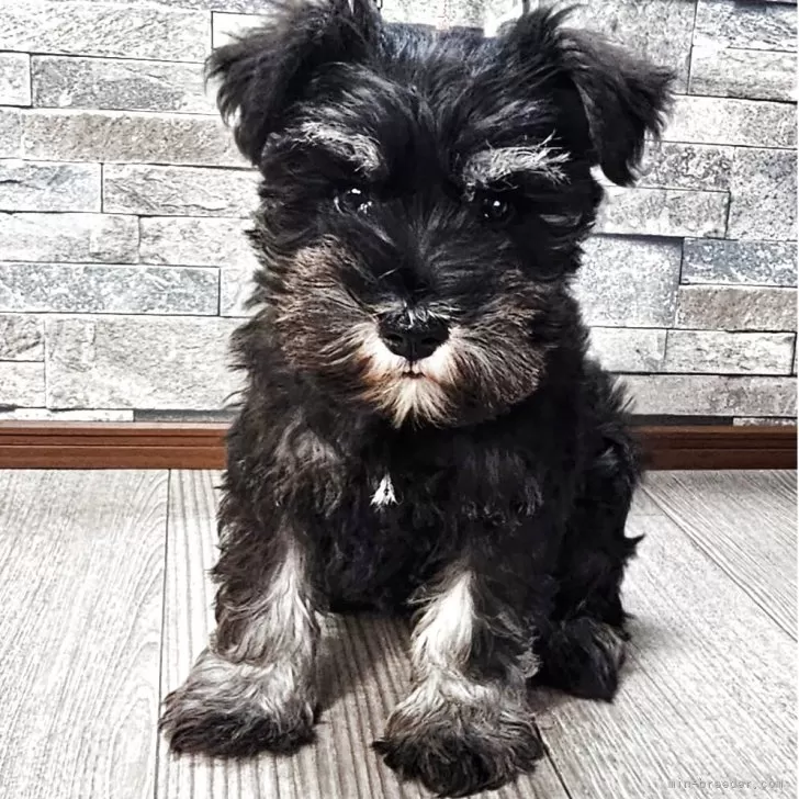 ミニチュアシュナウザー