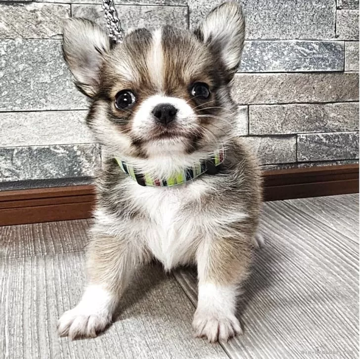 チワワ(ロング)