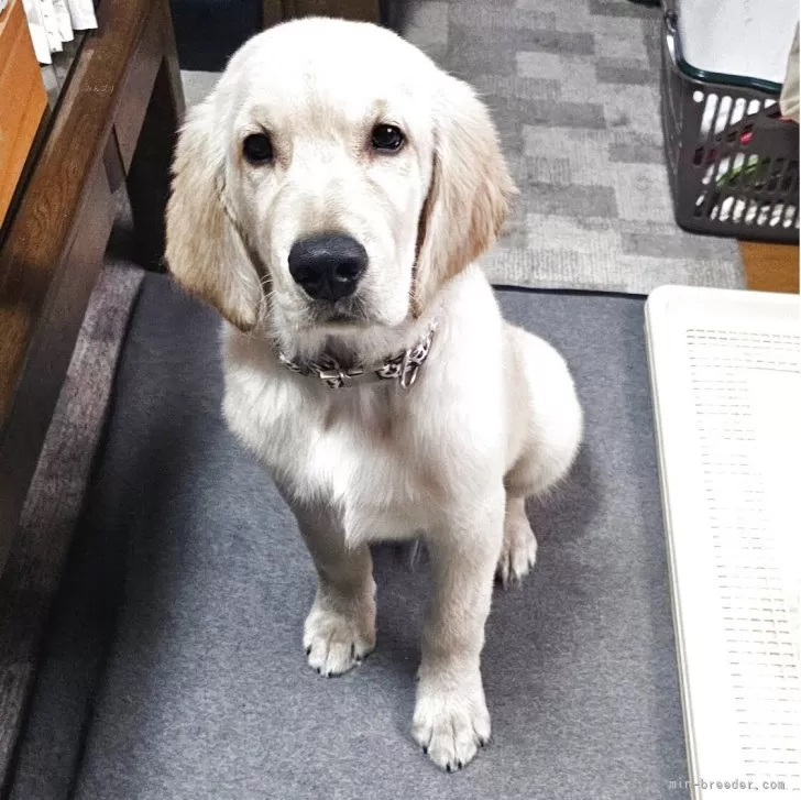 ゴールデンレトリバー